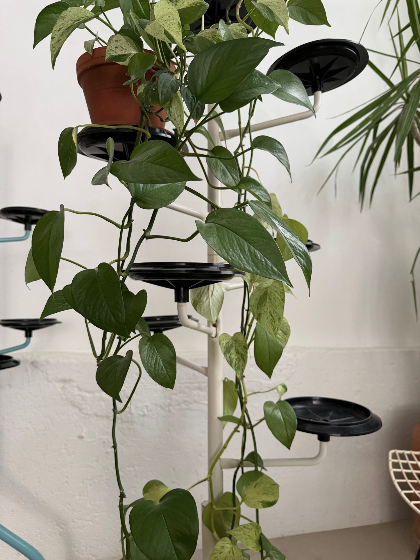 Albero rotating plant stand by Achille Castiglioni for Zanotta